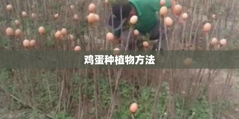 鸡蛋种植物方法