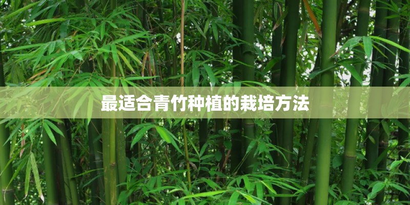 最适合青竹种植的栽培方法