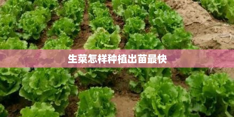 生菜怎样种植出苗最快
