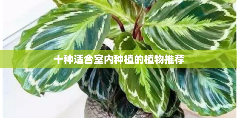 十种适合室内种植的植物推荐