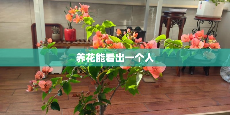 养花能看出一个人