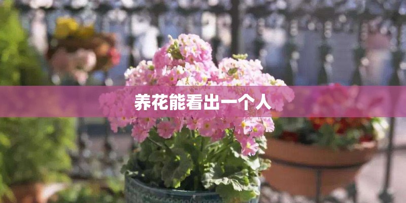 养花能看出一个人