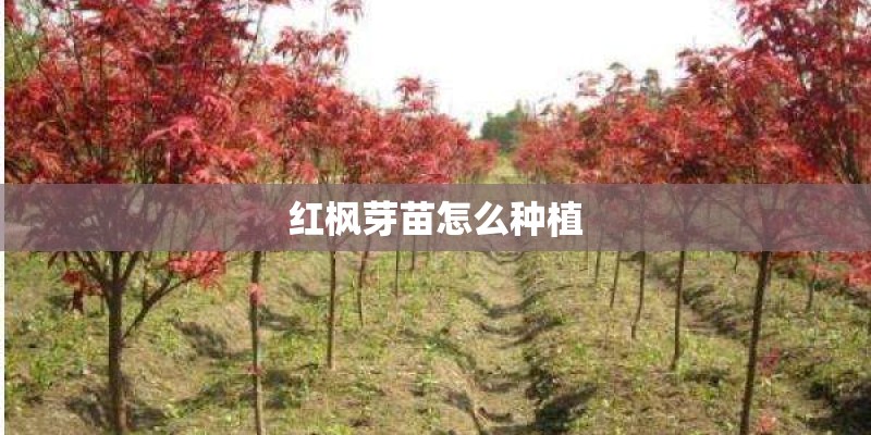 红枫芽苗怎么种植