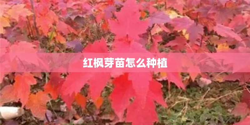 红枫芽苗怎么种植