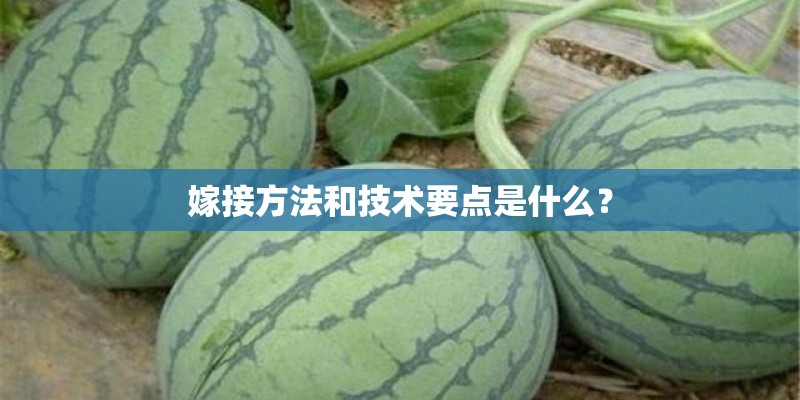 嫁接方法和技术要点是什么？