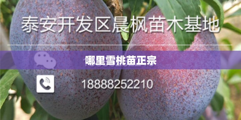 哪里雪桃苗正宗