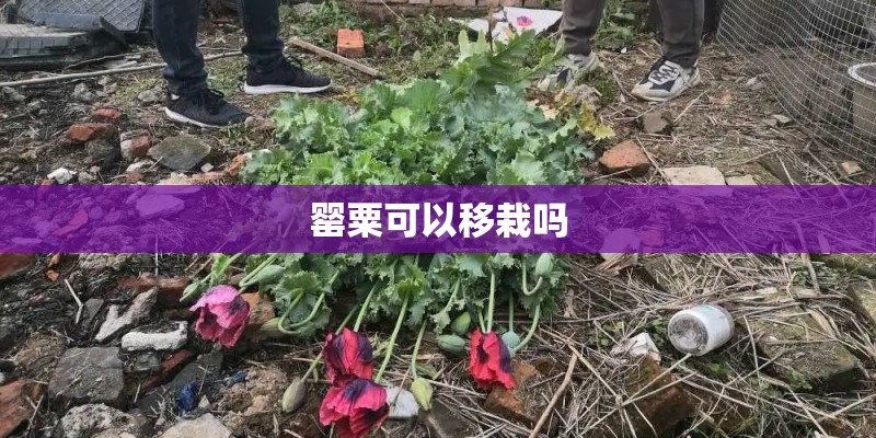 罂粟可以移栽吗