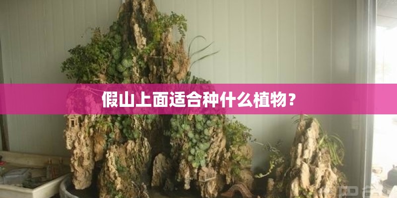 假山上面适合种什么植物？