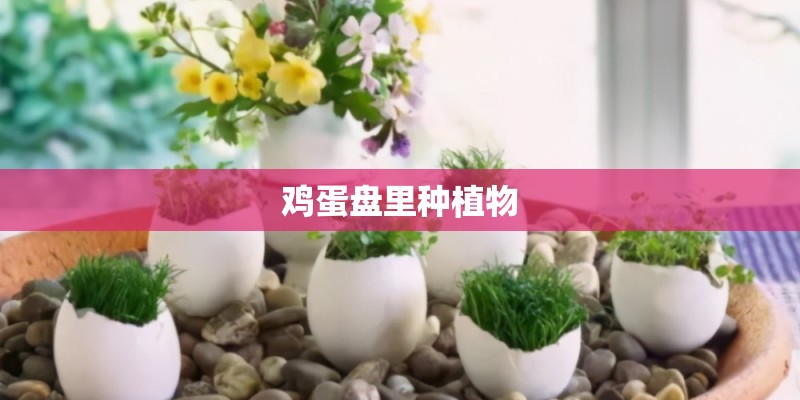鸡蛋盘里种植物 鸡蛋盘里种植物