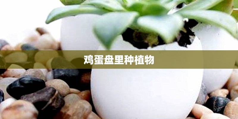 鸡蛋盘里种植物 鸡蛋盘里种植物