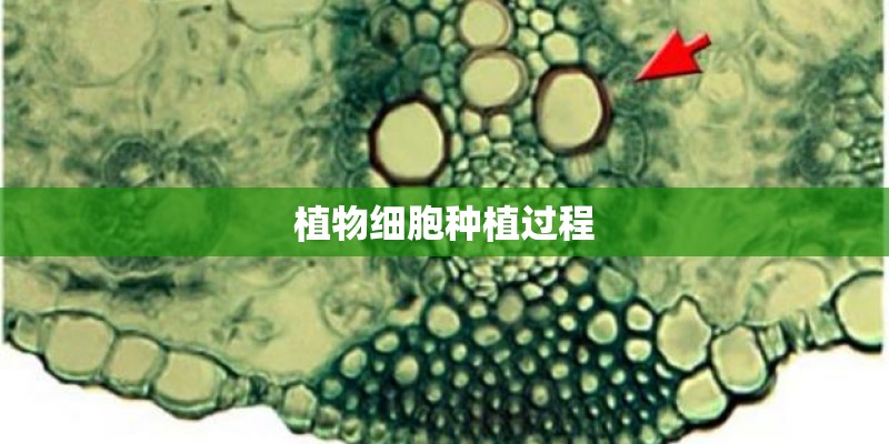 植物细胞种植过程 植物细胞种植过程