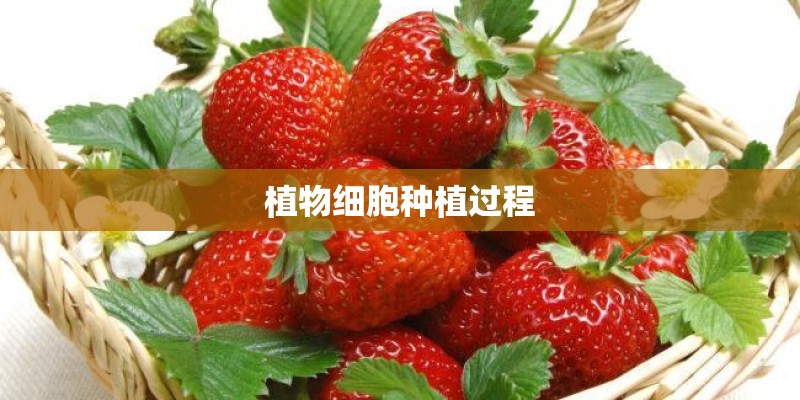 植物细胞种植过程 植物细胞种植过程