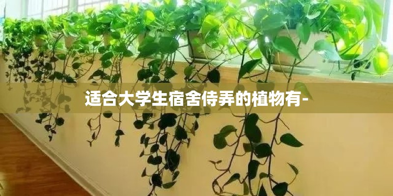 适合大学生宿舍侍弄的植物有-