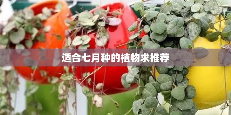 适合七月种的植物求推荐