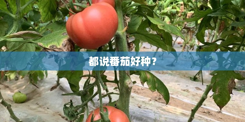 都说番茄好种？