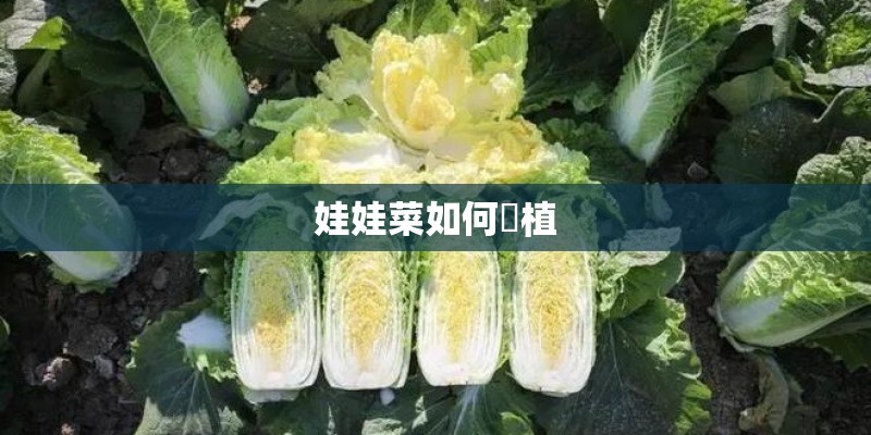 娃娃菜如何種植
