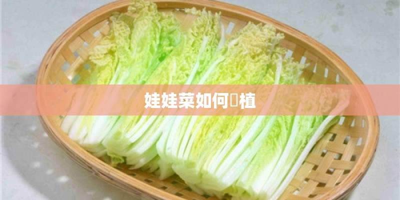 娃娃菜如何種植
