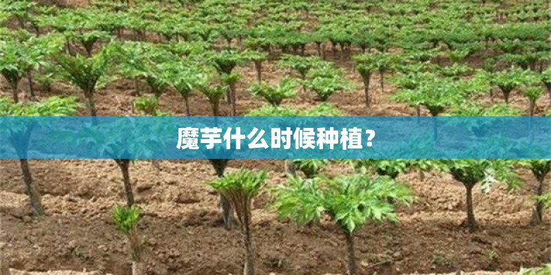 魔芋什么时候种植？