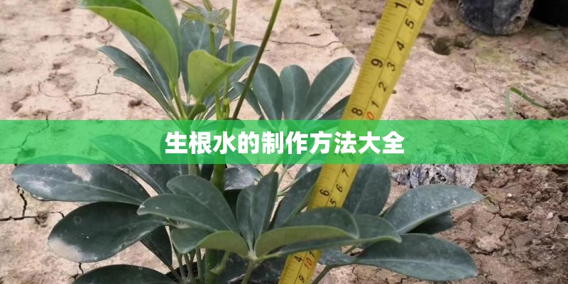 生根水的制作方法大全