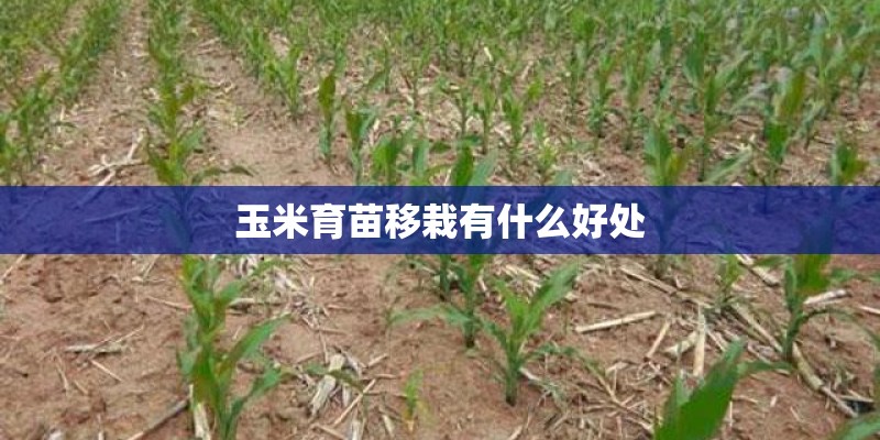 玉米育苗移栽有什么好处