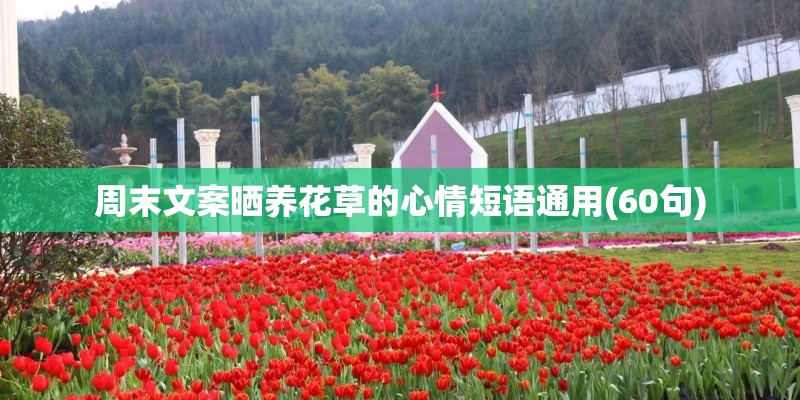 周末文案晒养花草的心情短语通用(60句)