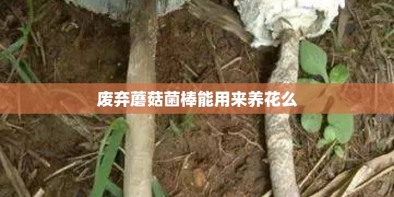 丝瓜定植管理方法要点都有哪些丝瓜定植管理方法介绍