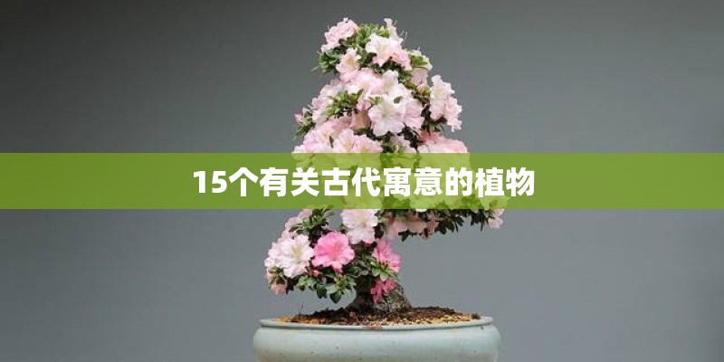 15个有关古代寓意的植物