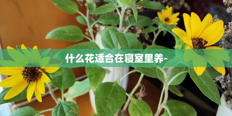 什么花适合在寝室里养-