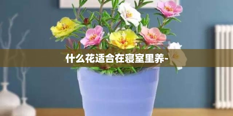 什么花适合在寝室里养-