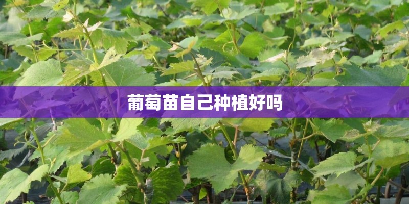 葡萄苗自己种植好吗