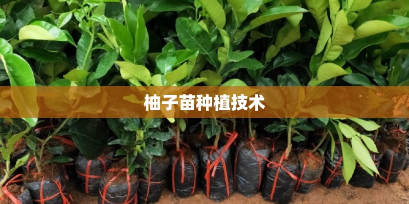 柚子苗种植技术