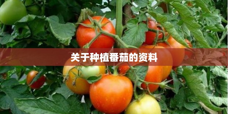 关于种植番茄的资料