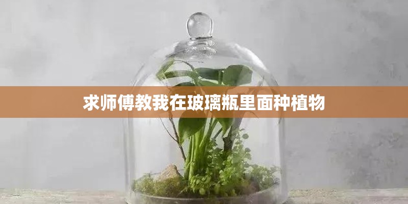 求师傅教我在玻璃瓶里面种植物