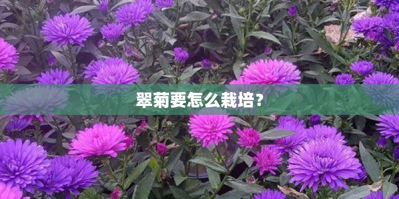 翠菊要怎么栽培？