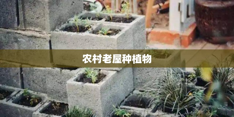 农村老屋种植物