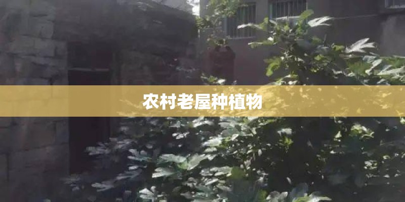 农村老屋种植物
