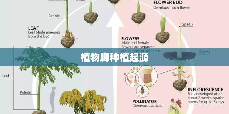 植物脚种植起源