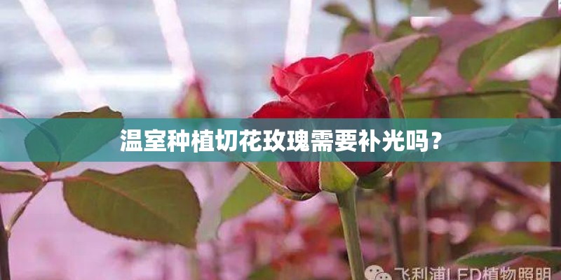 温室种植切花玫瑰需要补光吗？