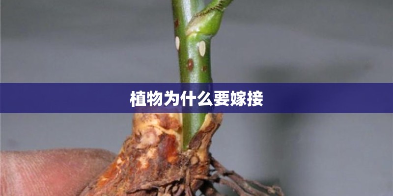 植物为什么要嫁接