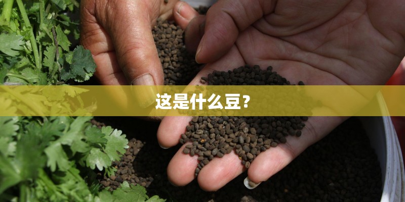 这是什么豆? 这是什么豆?