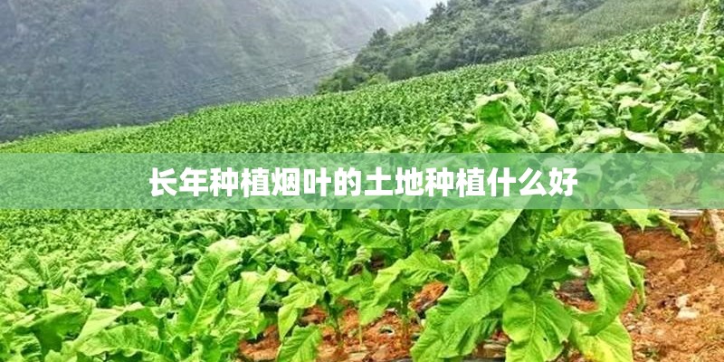 长年种植烟叶的土地种植什么好