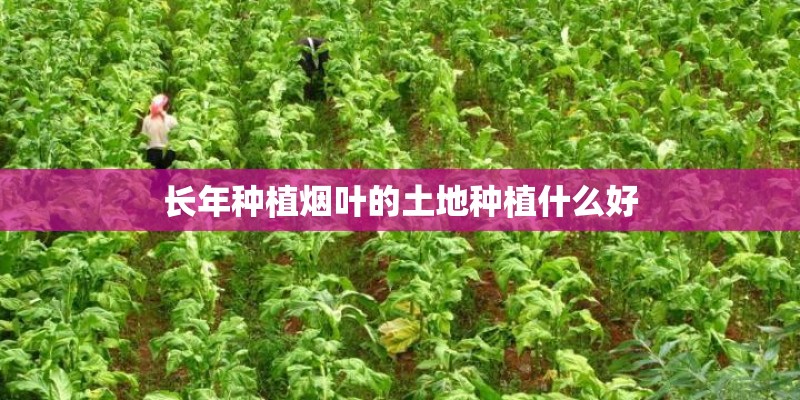 长年种植烟叶的土地种植什么好