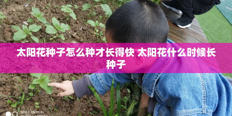 太阳花种子怎么种才长得快 太阳花什么时候长种子