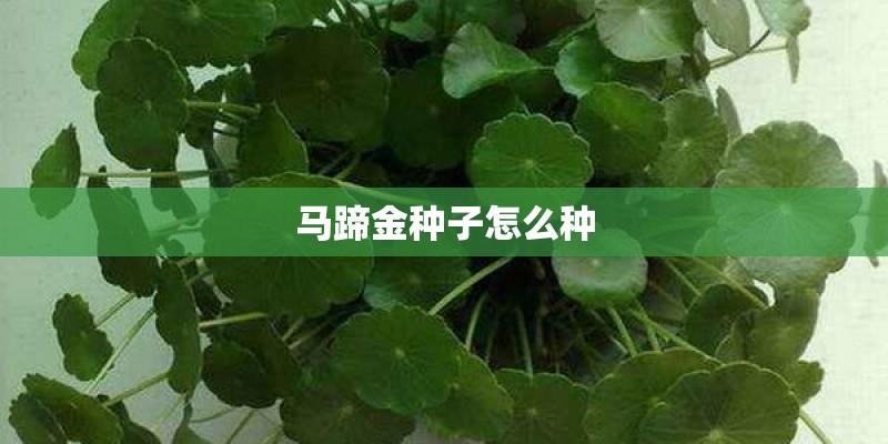 马蹄金种子怎么种
