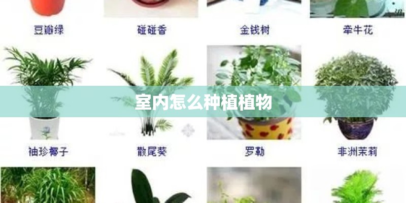 室内怎么种植植物