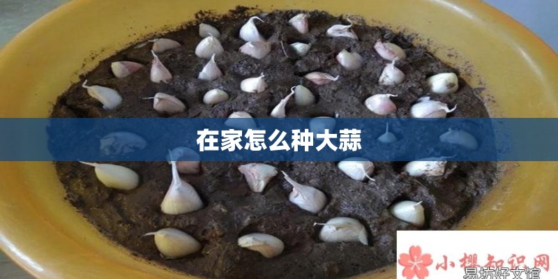 在家怎么种大蒜