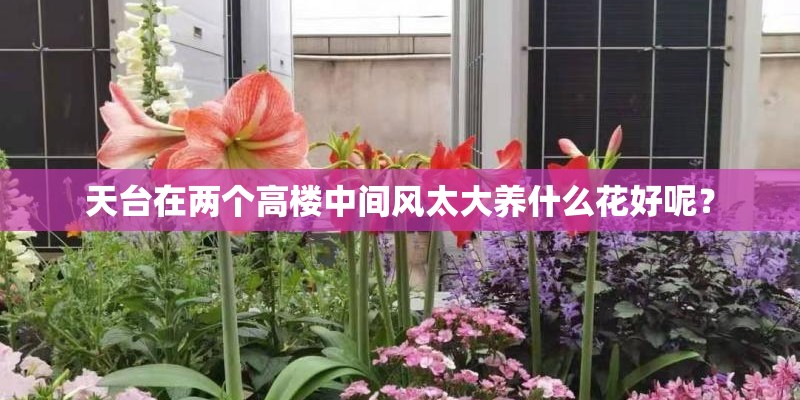 天台在两个高楼中间风太大养什么花好呢？
