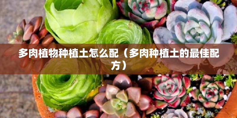 多肉植物种植土怎么配(多肉种植土的最佳配方) 多肉植物种植土怎么配(多肉种植土的最佳配方)
