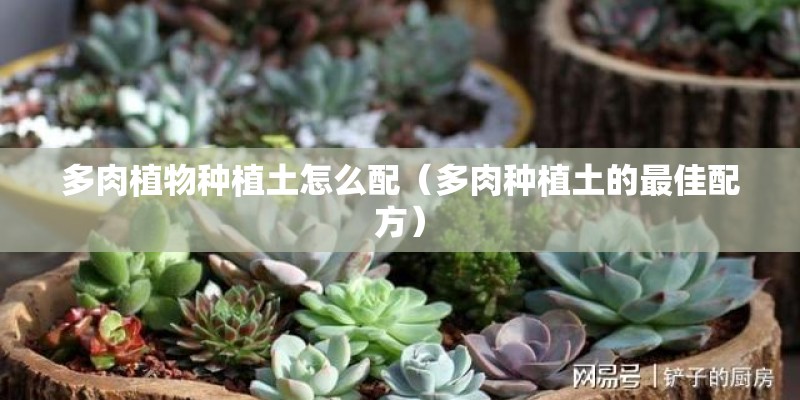 多肉植物种植土怎么配(多肉种植土的最佳配方) 多肉植物种植土怎么配(多肉种植土的最佳配方)