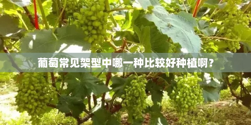 葡萄常见架型中哪一种比较好种植啊？